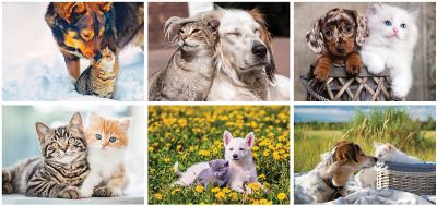 Cats & Dogs Desk Calendar