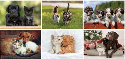 Cats And Dogs Wall Calendar