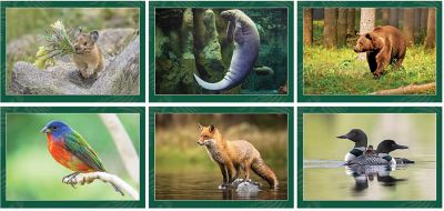 North American Wildlife Wall Cal.
