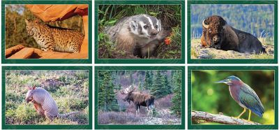 North American Wildlife Wall Cal.