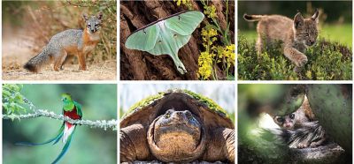 North American Wildlife Desk Cal.