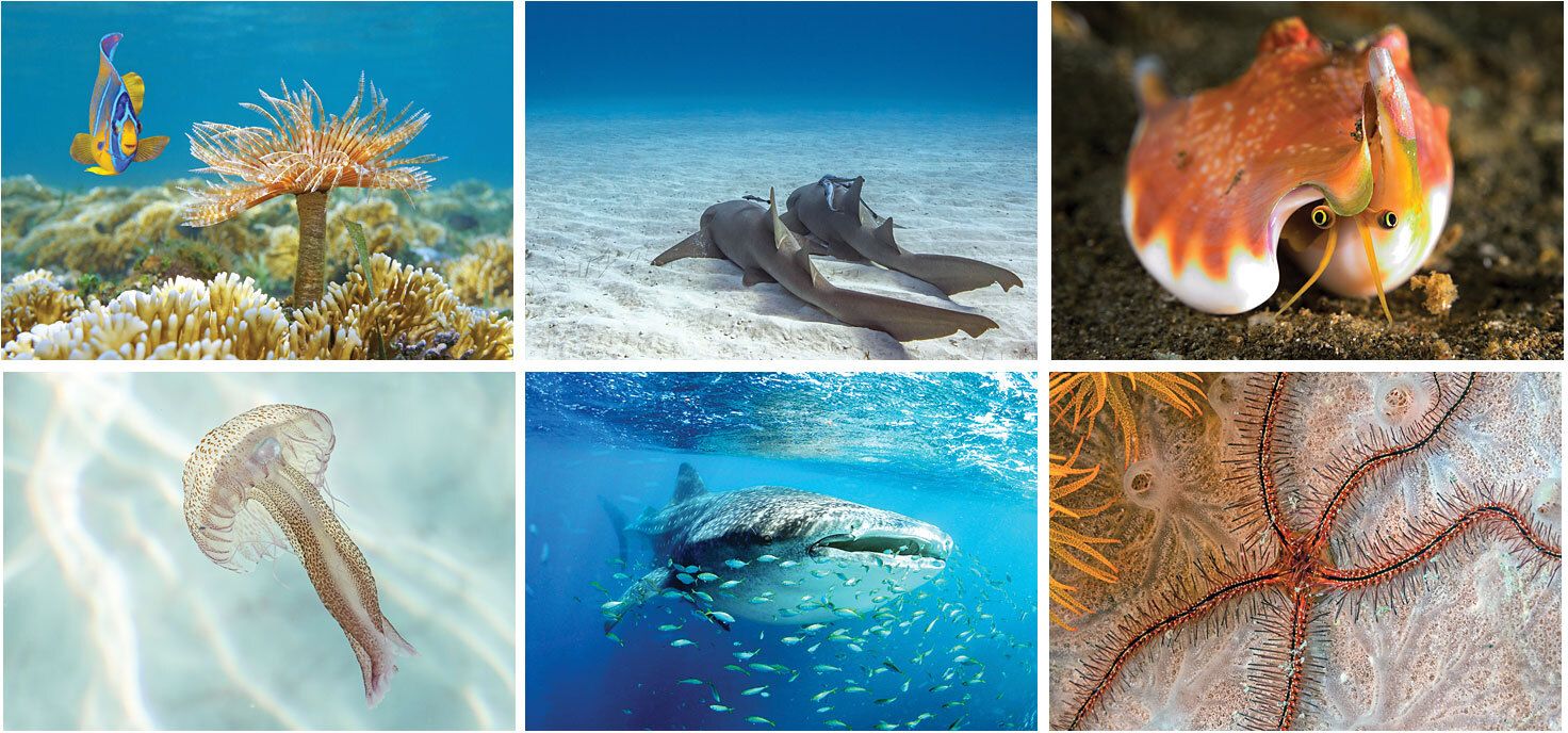 UNDERWATER WORLD SPIRAL WALL CALENDAR 6