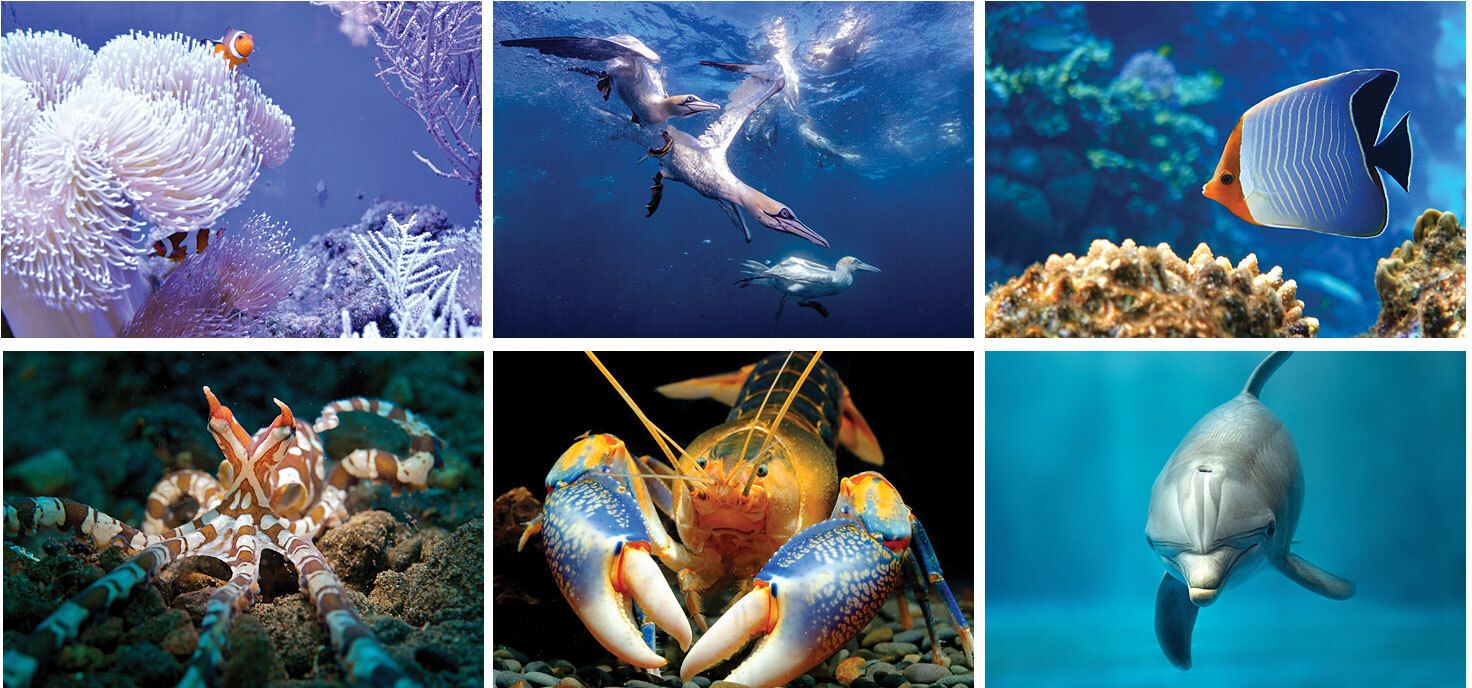 UNDERWATER WORLD SPIRAL WALL CALENDAR 9