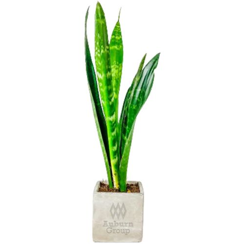 Desk Plant Large Parker Line