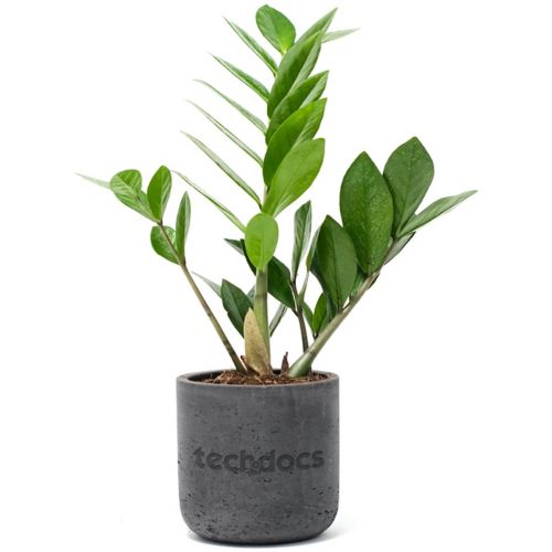 Desk Plant Large Wilson Line