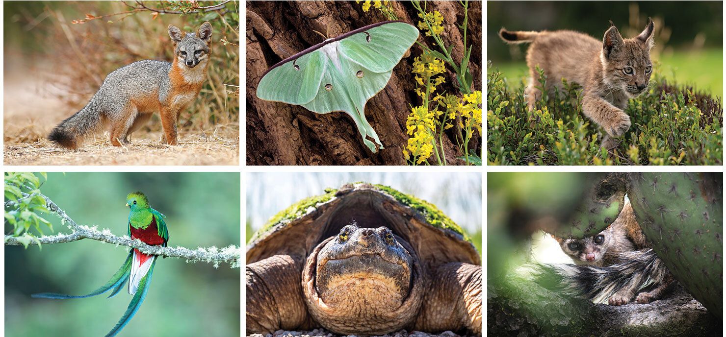 WILDLIFE DESK CALENDAR 10