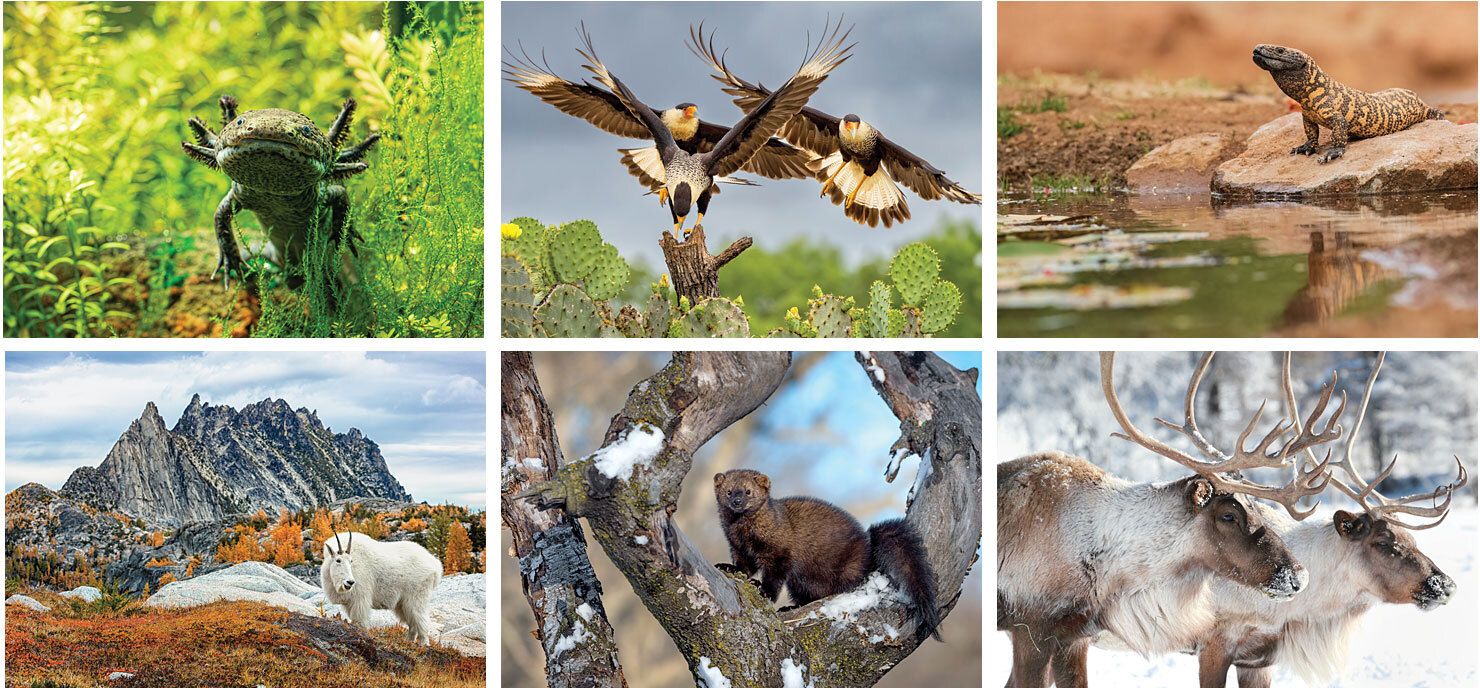 WILDLIFE DESK CALENDAR 11