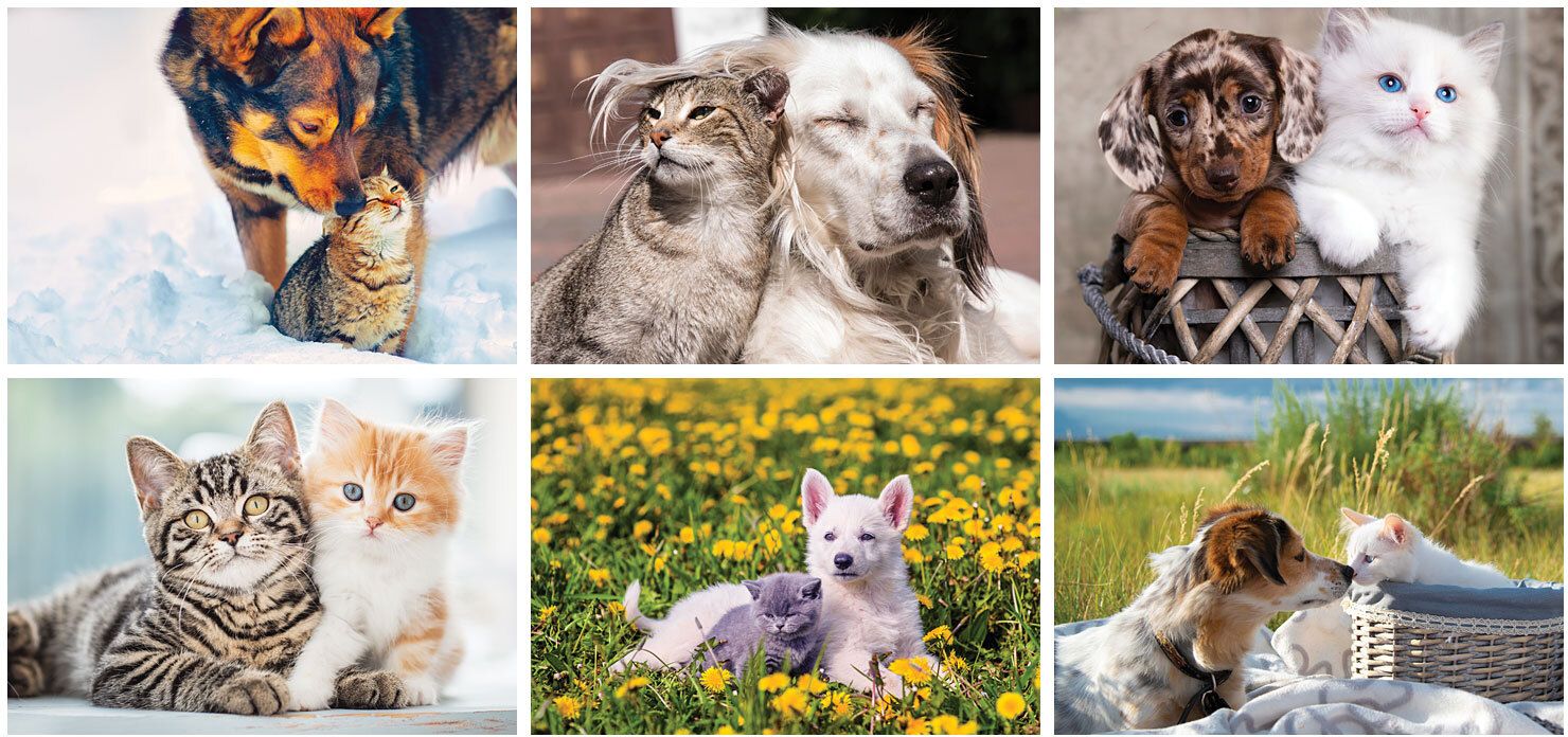 FURRY FRIENDS DESK CALENDAR 5