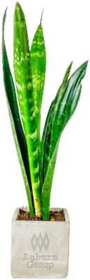 Desk Plant Large Parker Line