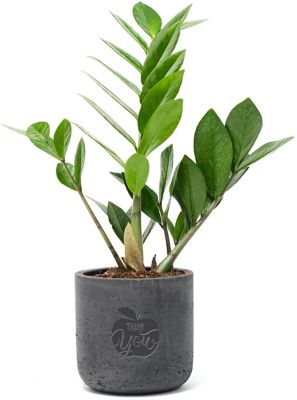 Teacher Appreciation Day Gifts: Desk Plant Large Wilson Line