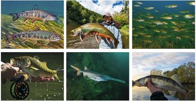 Fishing Wall Calendars